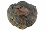 Bumpy Enrolled Morocops (Phacops) Trilobite #86419-1